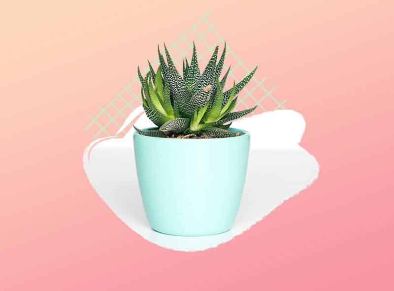 plagas plantas