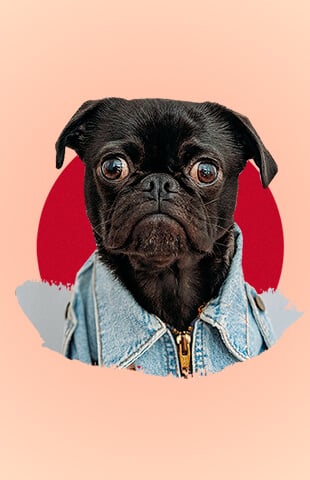marcas para perros