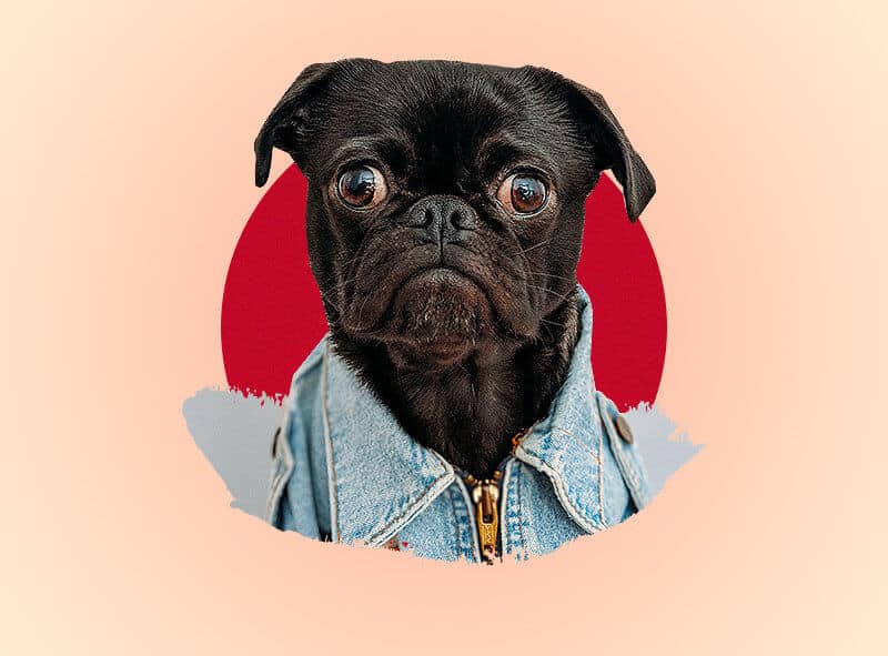 marcas para perros