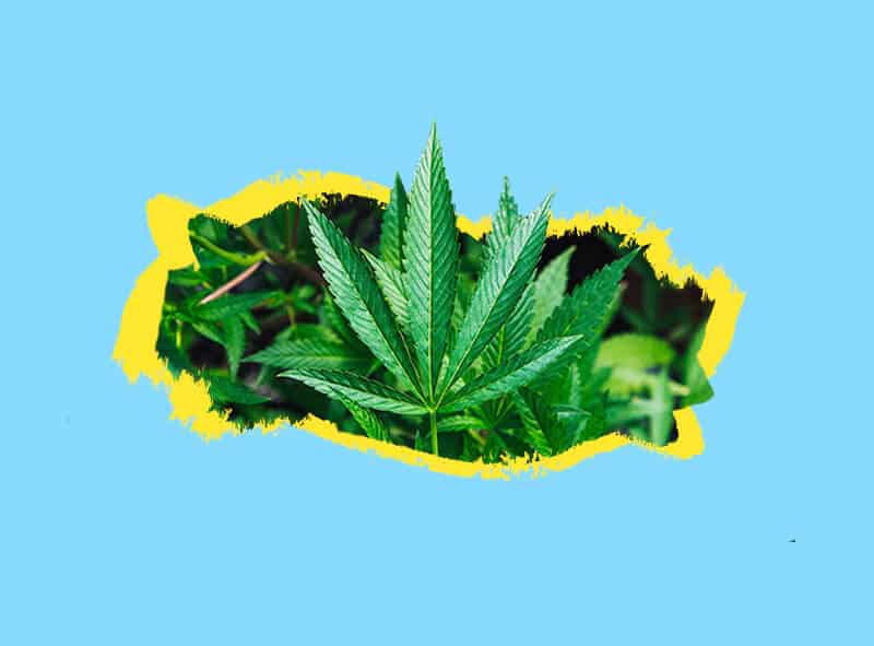 beneficios del aceite de hemp