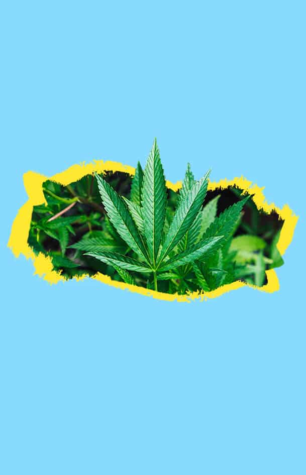 aceite hemp