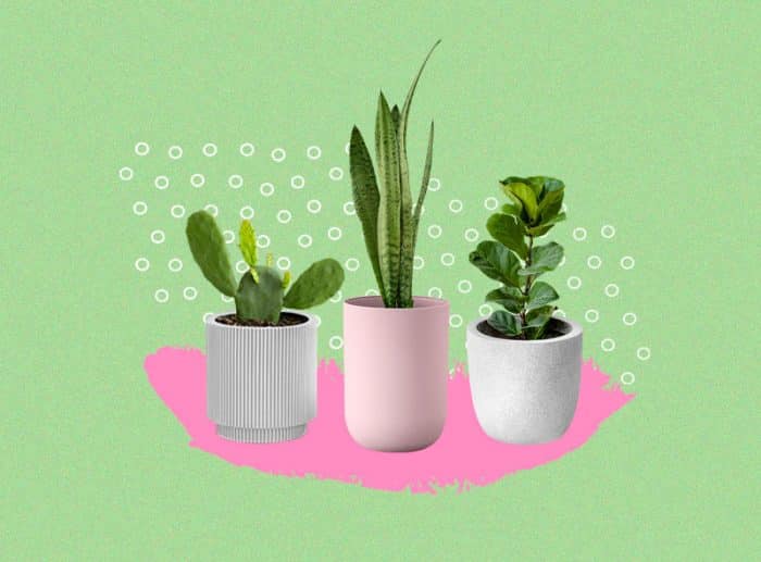Regar plantas con menstruación